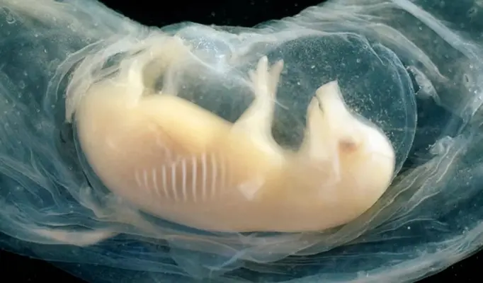 Ilmuwan China Berhasil Bikin Jantung Manusia Berdetak di Embrio Babi